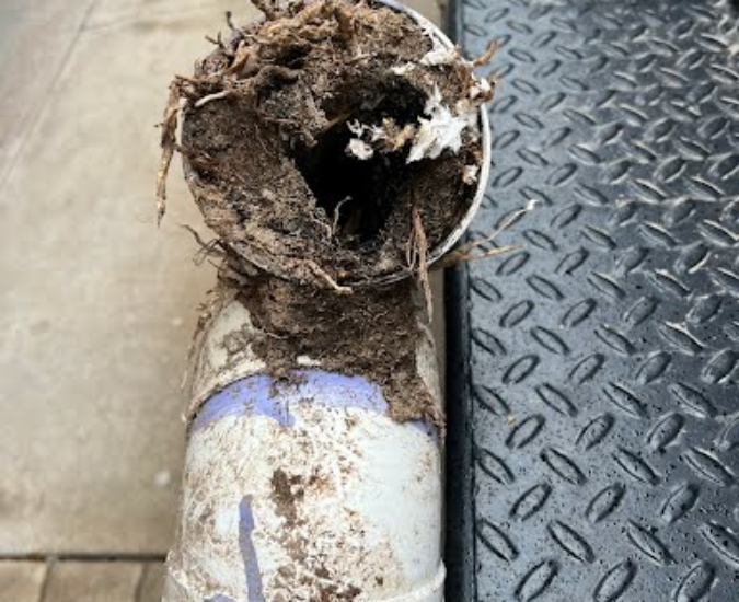 roots in main sewer line